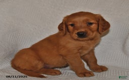 Golden Retriever dogs for sale: Golden Retriever 11 puppies - Image 27