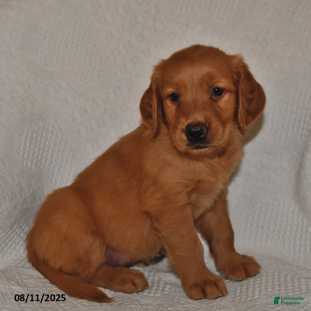 Golden Retriever dogs for sale: Golden Retriever 11 puppies - Image 27
