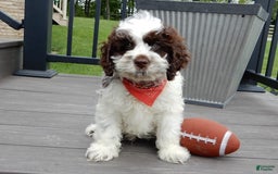 Cockapoo dogs for sale: Patches - Image 3