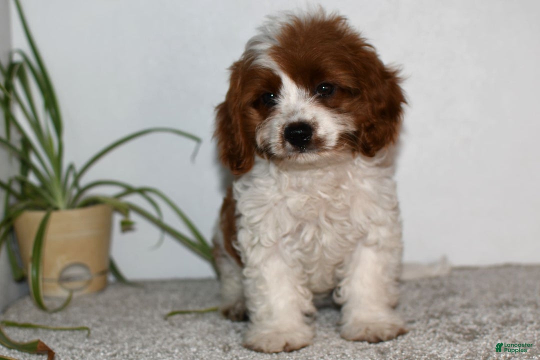 Cavapoo dogs for sale: Callie - Image 9