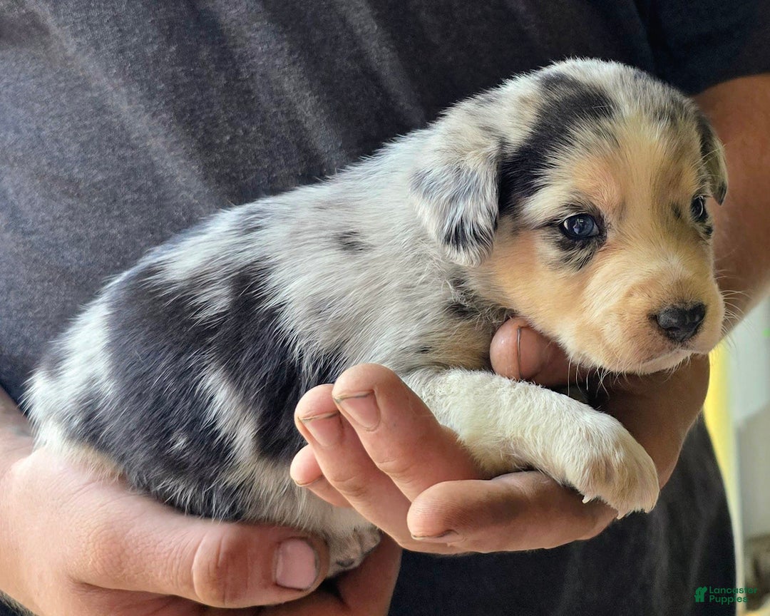 Miniature Australian Shepherd dogs for sale: Lucas - Image 4