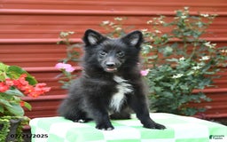 Shetland Sheepdog dogs for sale: Pepsi - Image 8