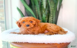 Cavapoo dogs for sale: Ian - Image 6