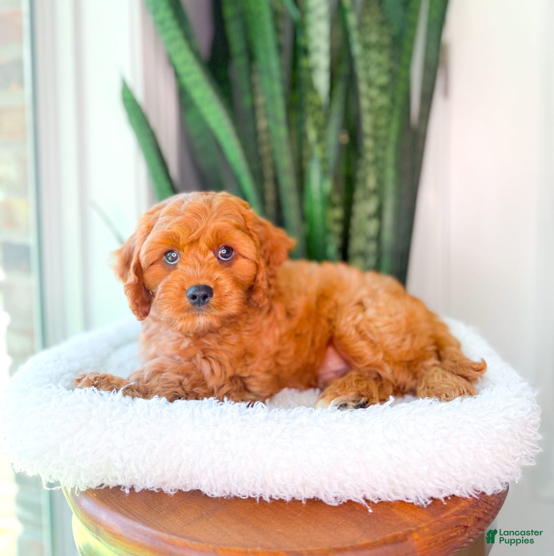 Cavapoo dogs for sale: Ian - Image 6