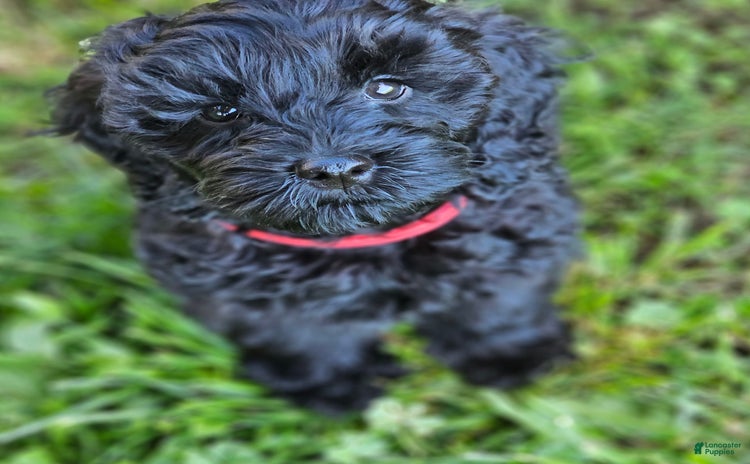 Cockapoo dogs for sale - Ad 1