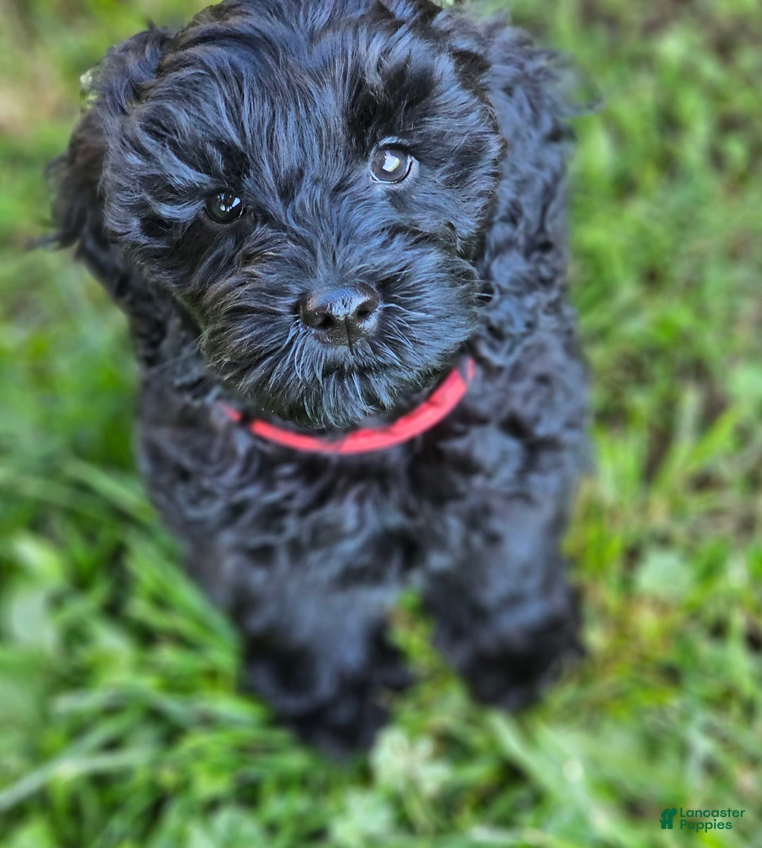 Cockapoo dogs for sale: Caso - Image 1