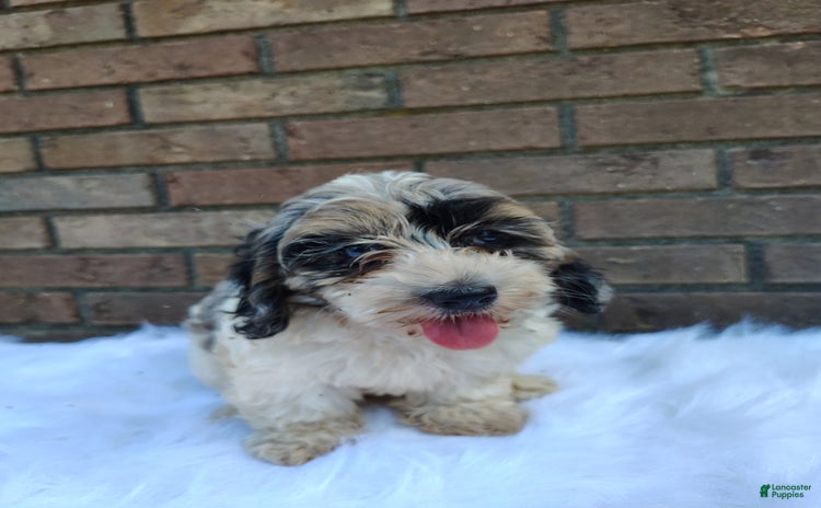 Cockapoo dogs for sale - Ad 1