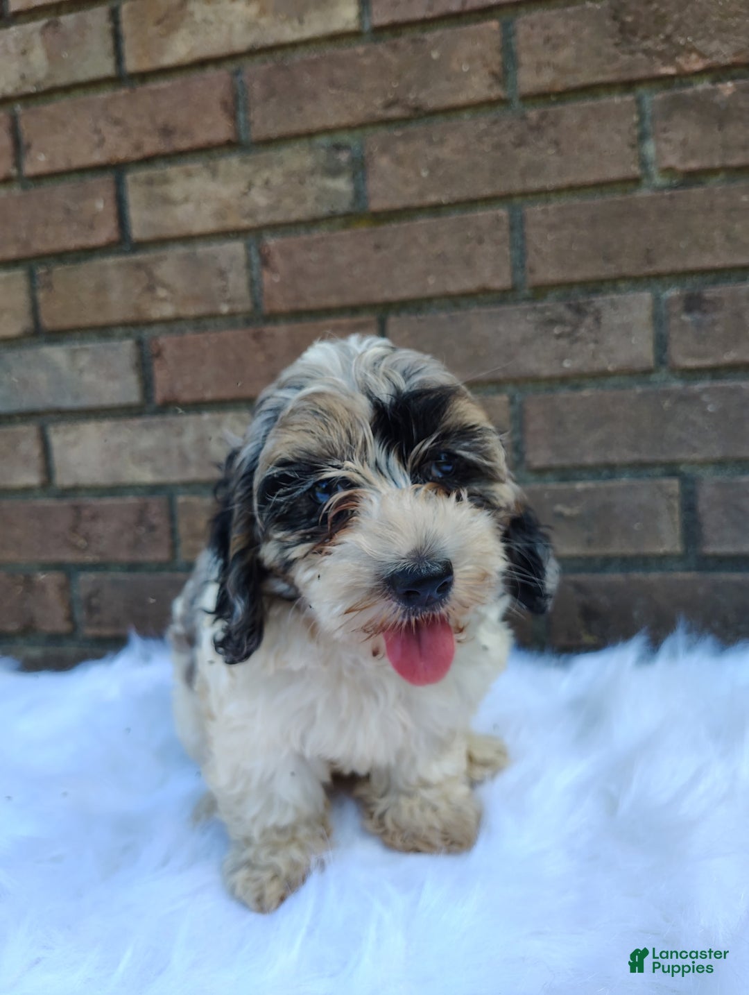 Cockapoo dogs for sale: Mary - Image 1