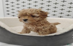 Maltipoo dogs for sale: Orion - Image 7
