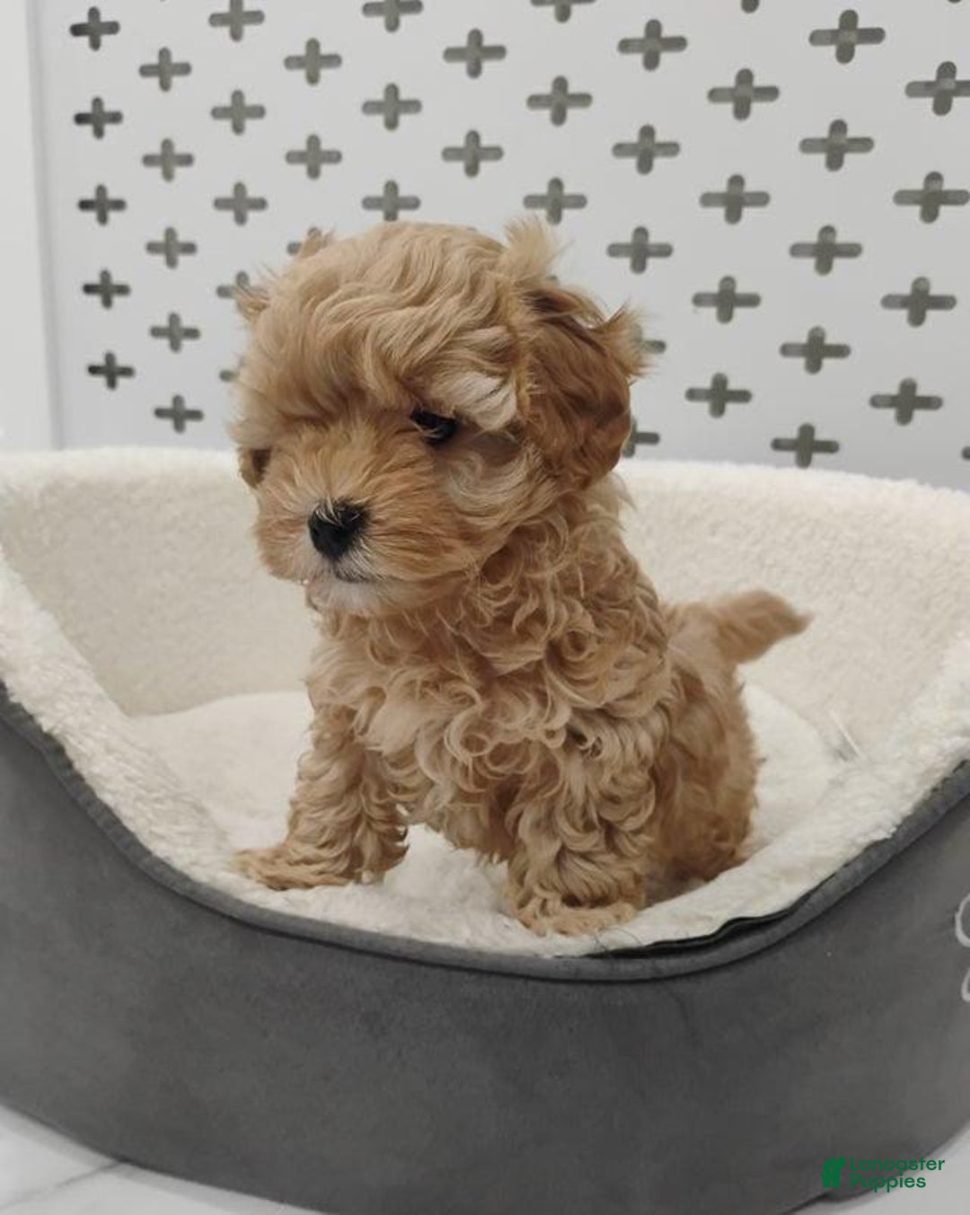 Maltipoo dogs for sale: Orion - Image 7