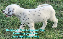Dalmatian dogs for sale: Belles Lt. Blue Lua Longcoat Liver Spotted Boy - Image 12