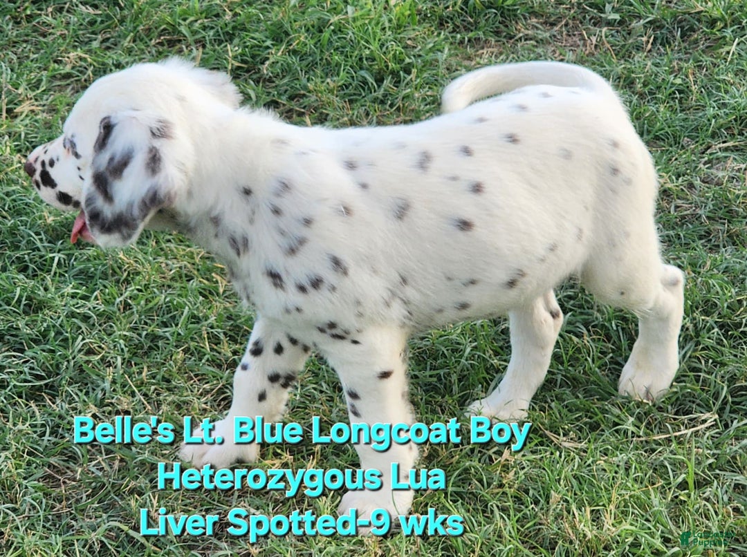 Dalmatian dogs for sale: Belles Lt. Blue Lua Longcoat Liver Spotted Boy - Image 12