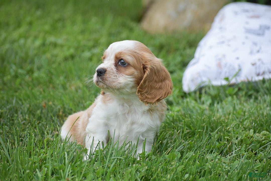 Cockalier dogs for sale: Randy - Image 3