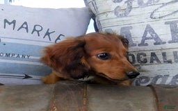 Miniature Dachshund dogs for sale: Scout - Image 6