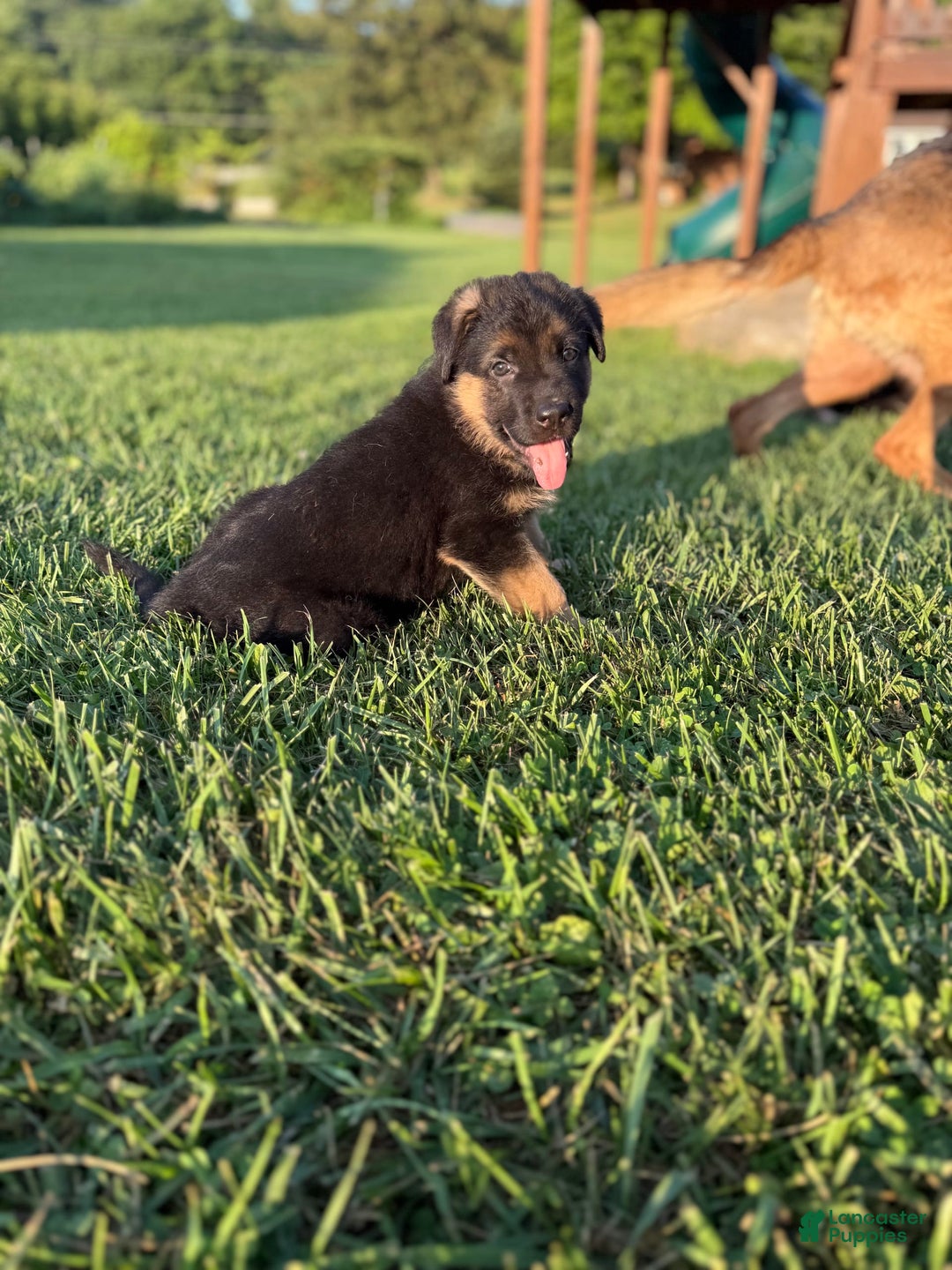 German Shepherd dogs for sale: Red - Image 4