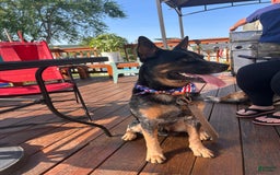 Australian Cattle Dog dogs for sale: Penny - Image 7