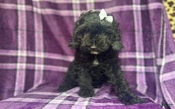 Cockapoo dogs for sale: Snookie - Image 3