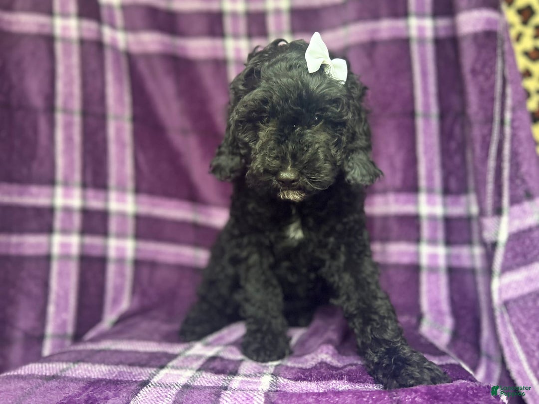 Cockapoo dogs for sale: Snookie - Image 3