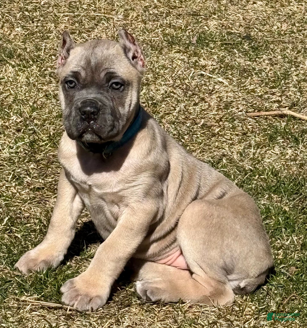 Cane Corso dogs for sale: Georgia - Image 25