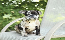 French Bulldog dogs for sale: Donut - Image 2