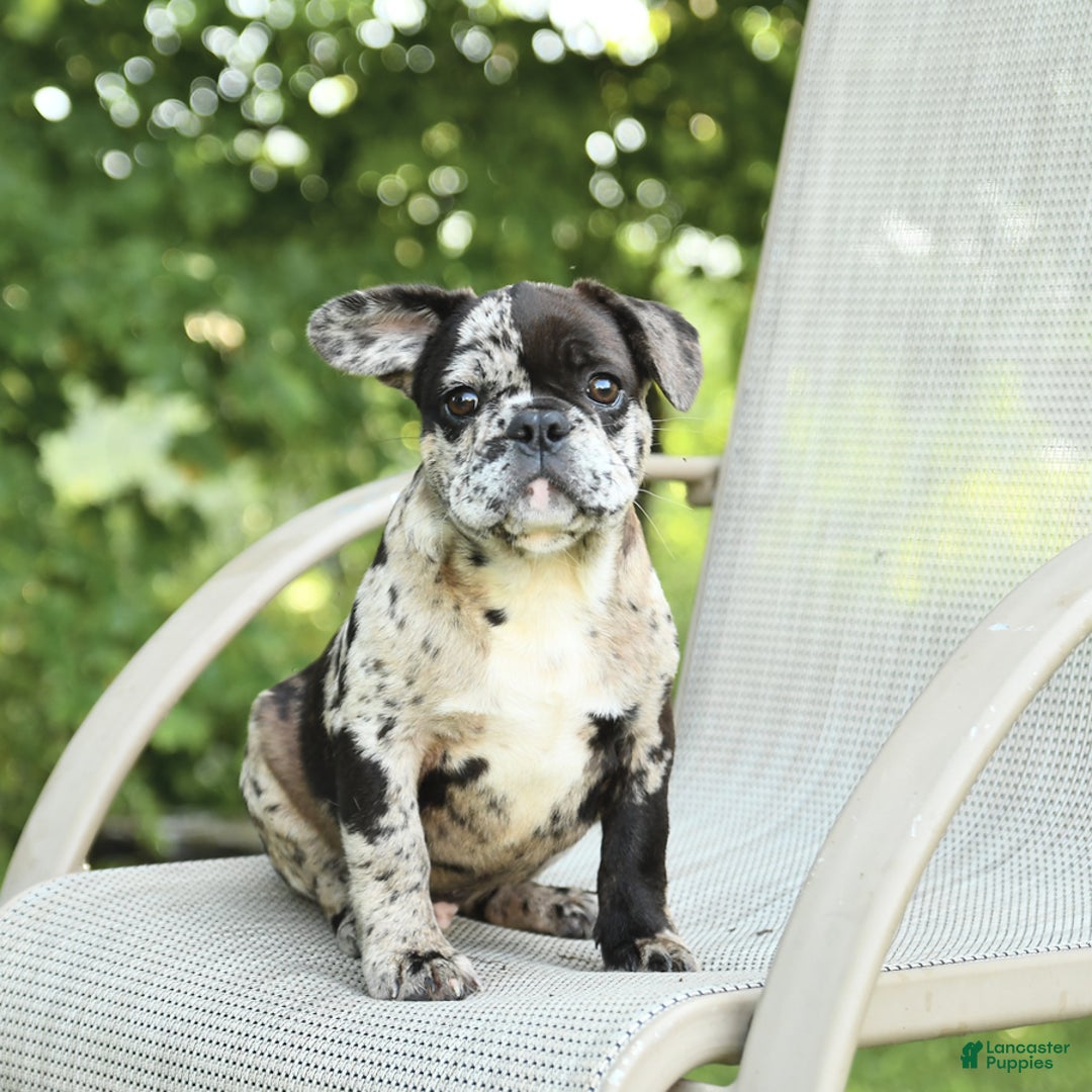 French Bulldog dogs for sale: Donut - Image 2