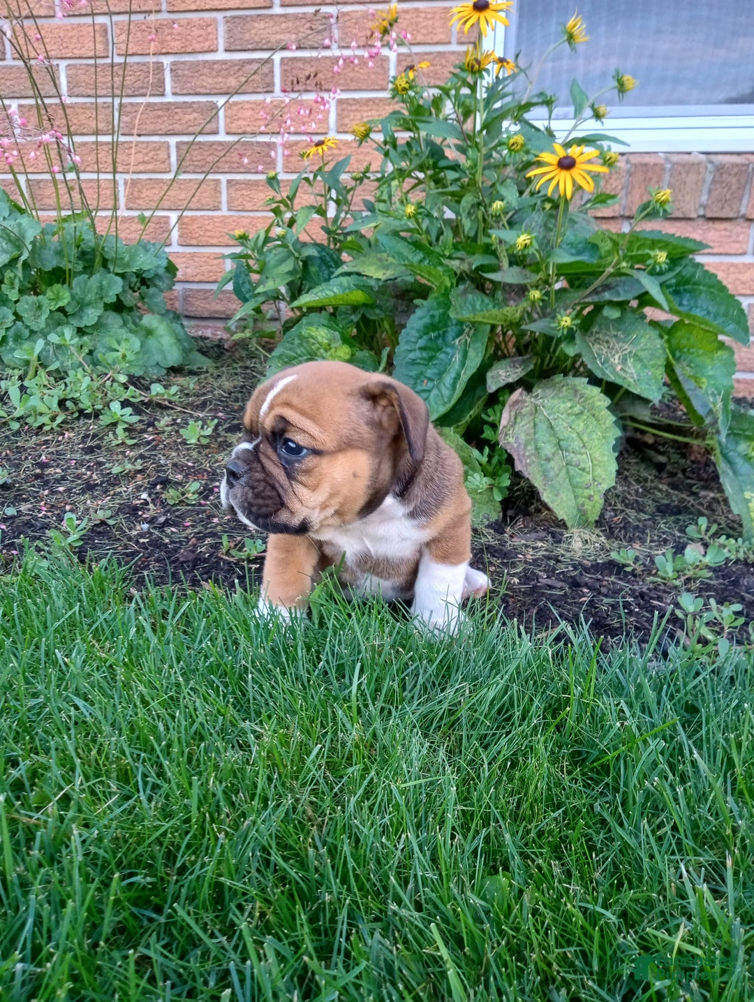 Olde English Bulldogge dogs for sale: Milo - Image 9