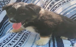 Australian Shepherd dogs for sale: Sophie - Image 3