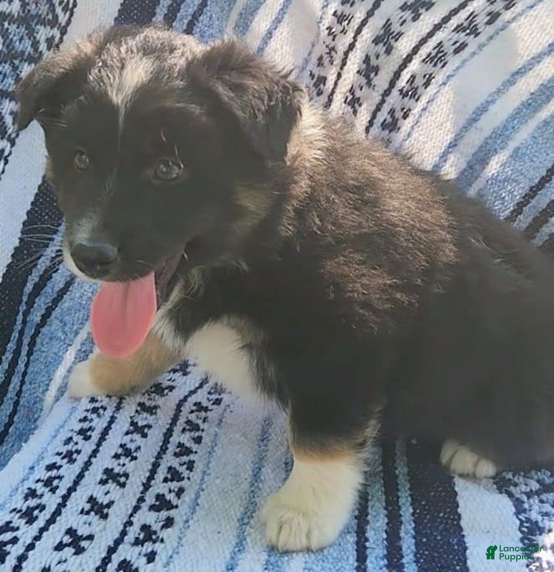 Australian Shepherd dogs for sale: Sophie - Image 3