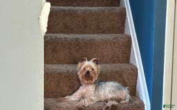 Yorkshire Terrier dogs for sale: Lavender - Image 6