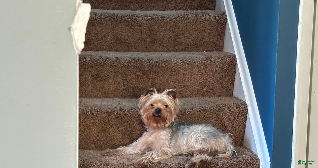 Yorkshire Terrier dogs for sale: Lavender - Image 6