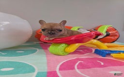 French Bulldog dogs for sale: French Bulldog 5 puppies - Image 7