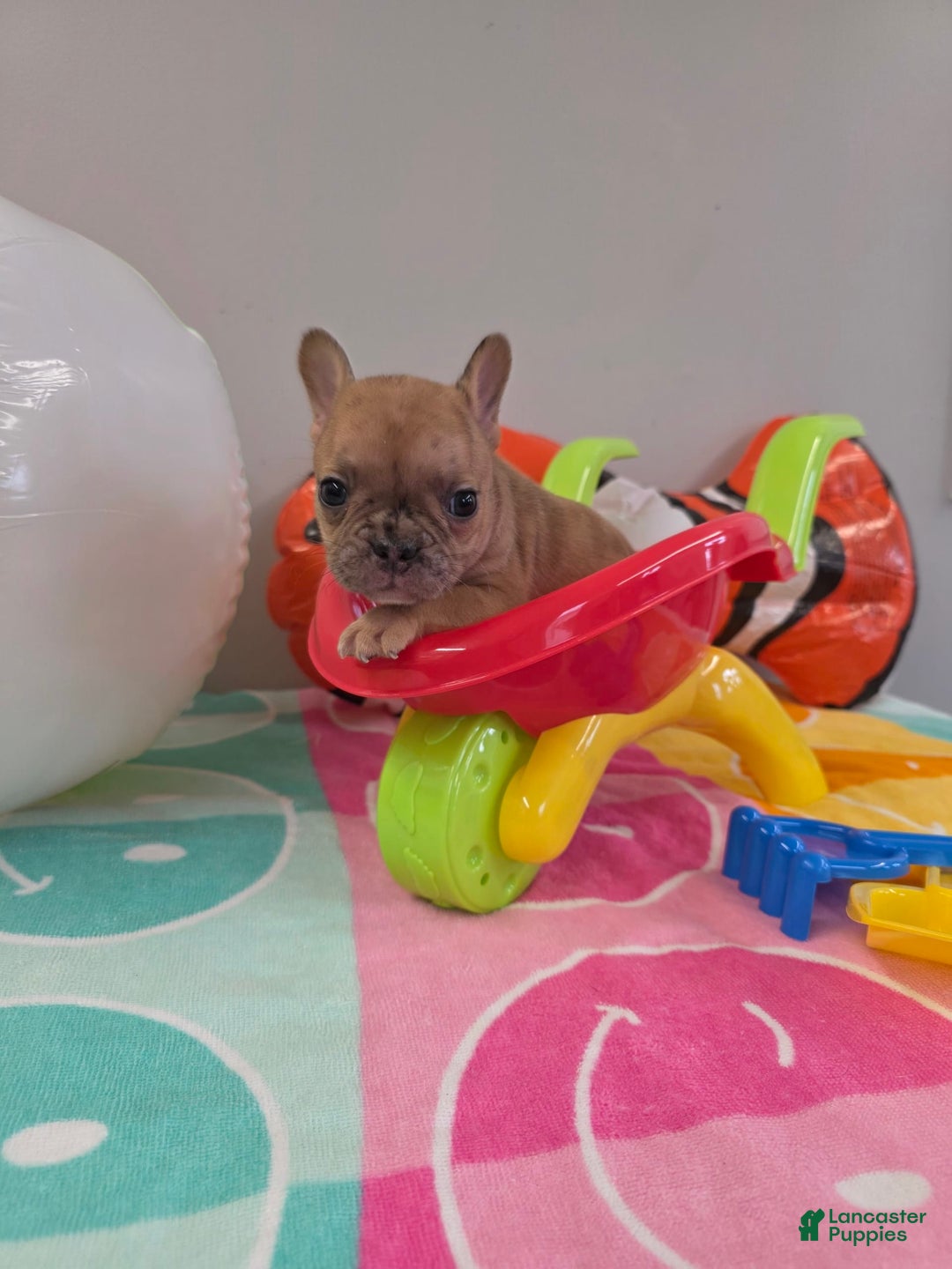 French Bulldog dogs for sale: French Bulldog 5 puppies - Image 7