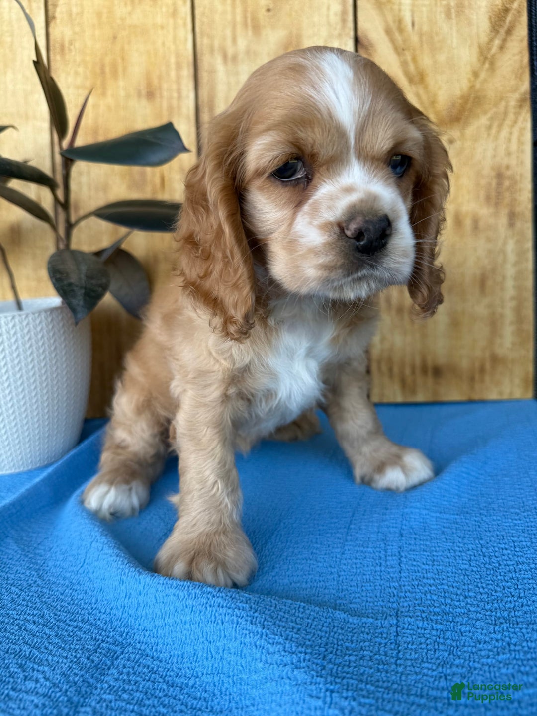 Cocker Spaniel dogs for sale: Tasha - Image 4