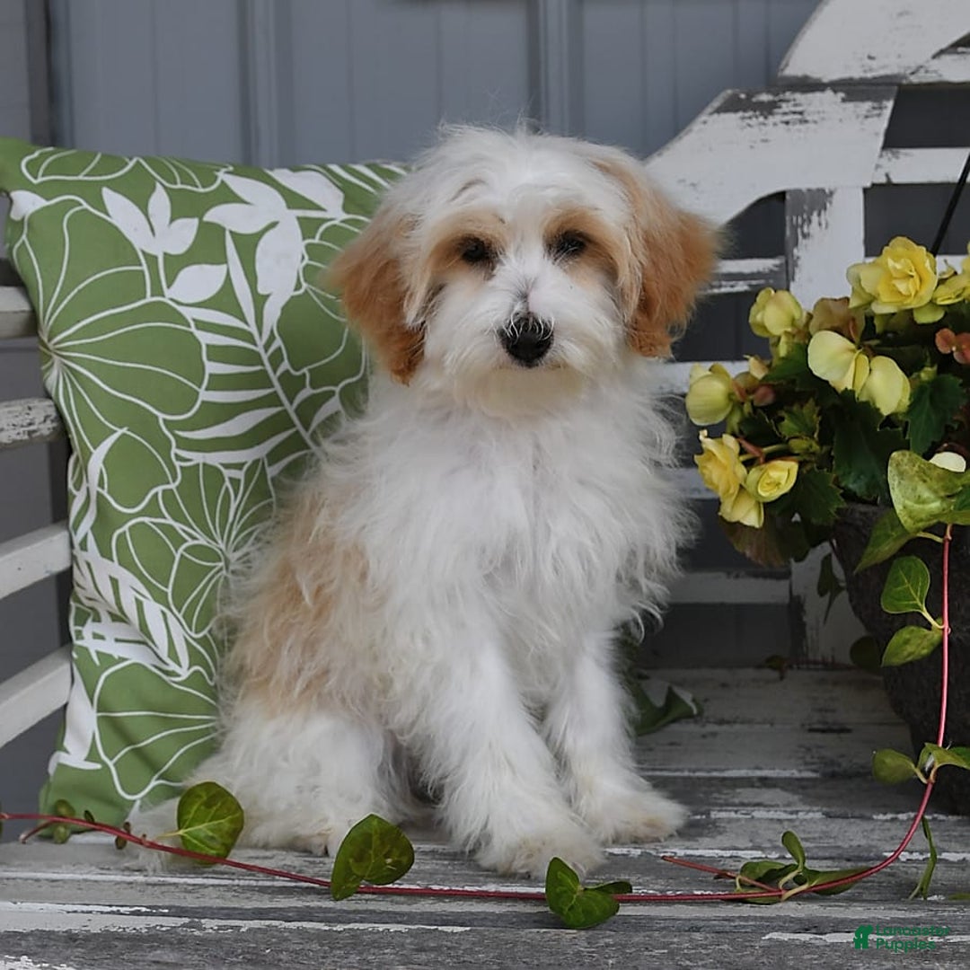Lhasapoo dogs for sale: Daisy - Image 10