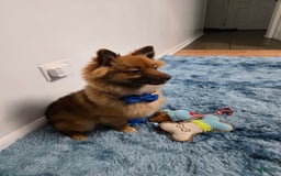 Pomeranian dogs for sale: Milo - Image 2