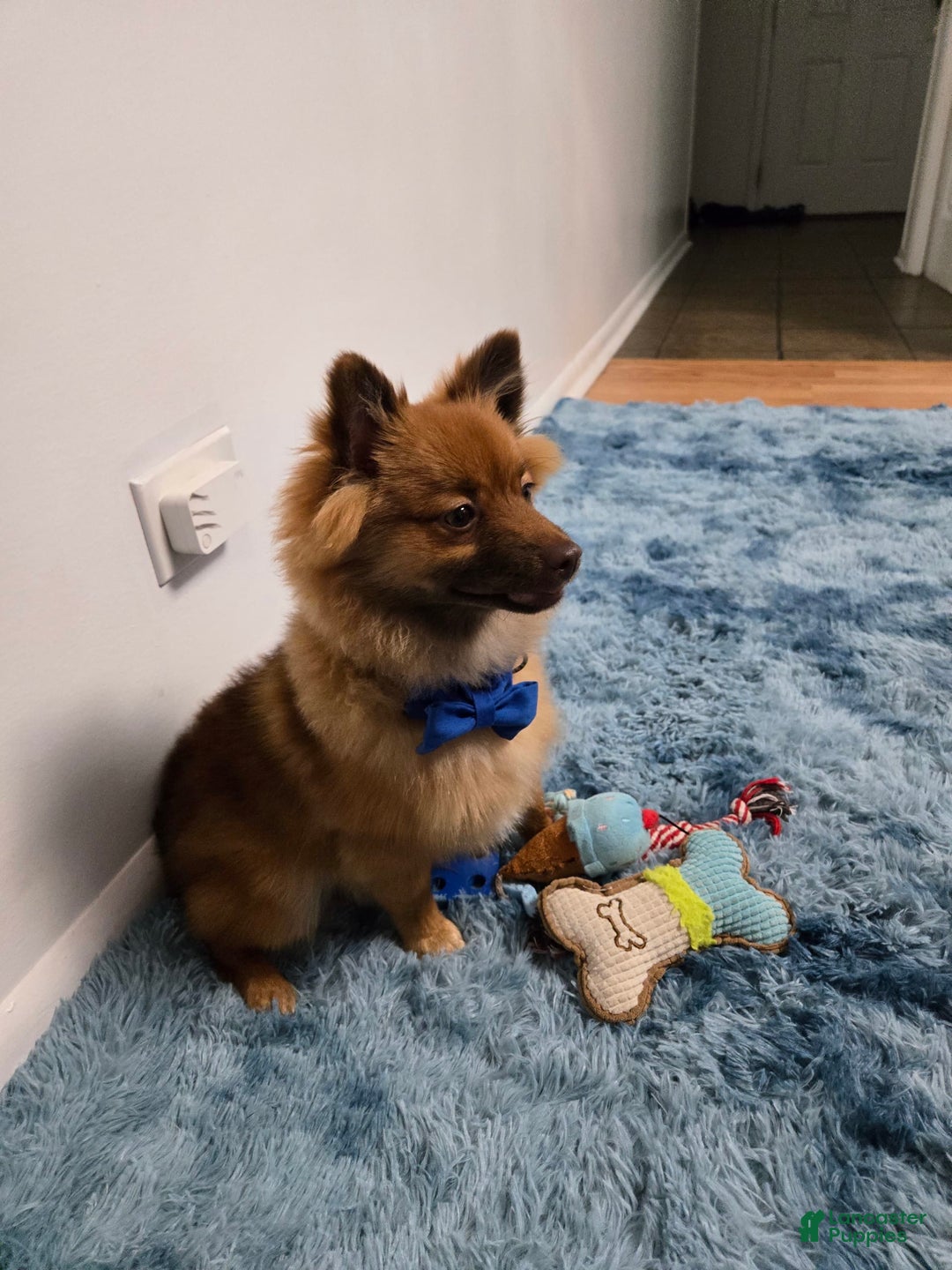 Pomeranian dogs for sale: Milo - Image 2
