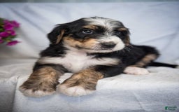 Bernedoodle dogs for sale: Jordan - Image 10