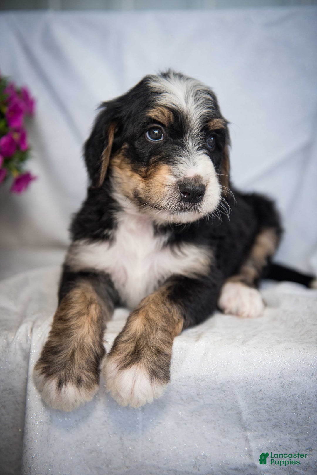 Bernedoodle dogs for sale: Jordan - Image 10