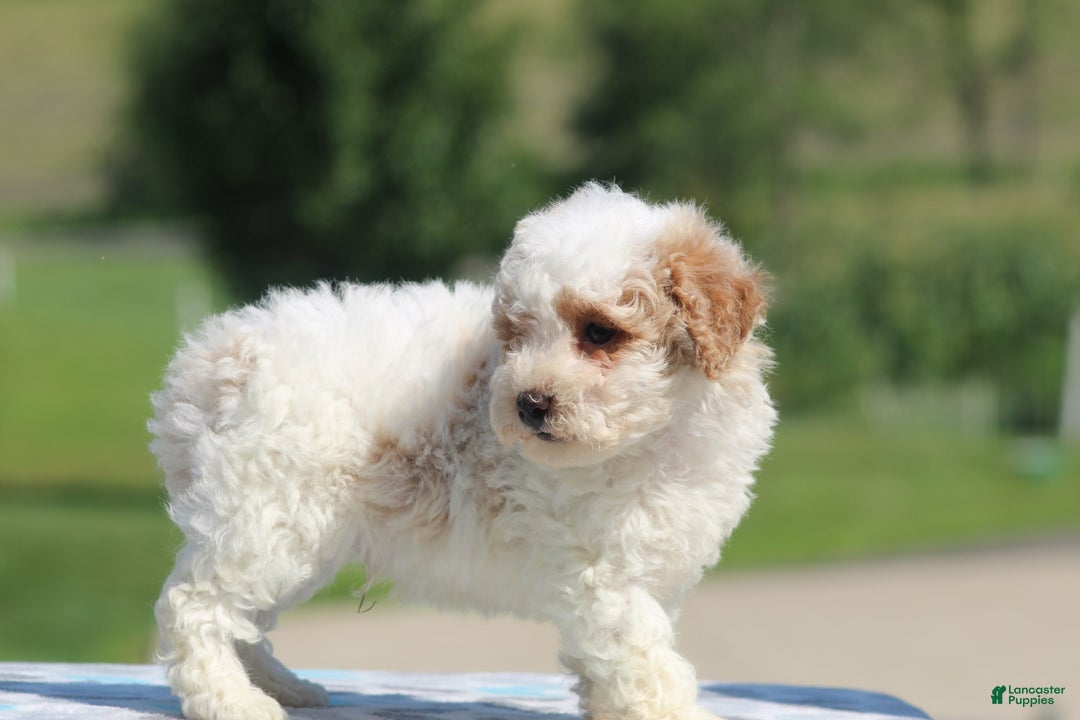 Maltipoo dogs for sale: Cooper - Image 3
