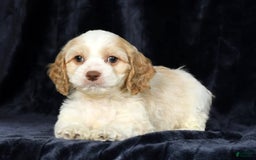 Cavapoo dogs for sale: Tinker - Image 9