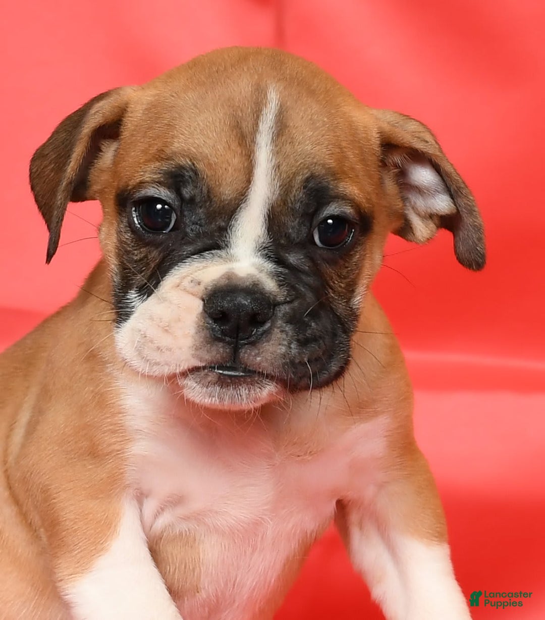 Beabull dogs for sale: Kennedi - Image 9