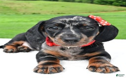 Miniature Dachshund dogs for sale: Miniature Dachshund 2 puppies - Image 2