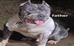American Bully dogs for sale: Nova - Image 3