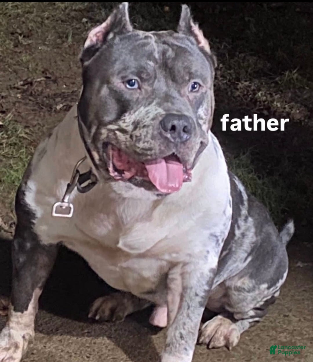 American Bully dogs for sale: Nova - Image 3