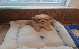 Cavapoo dogs for sale: Ella - Image 3
