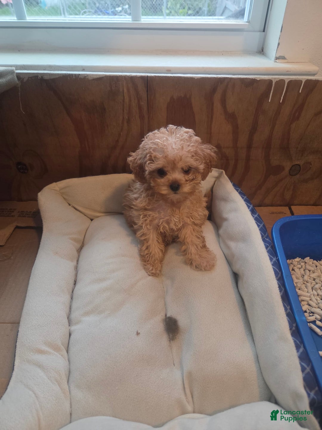 Cavapoo dogs for sale: Ella - Image 3