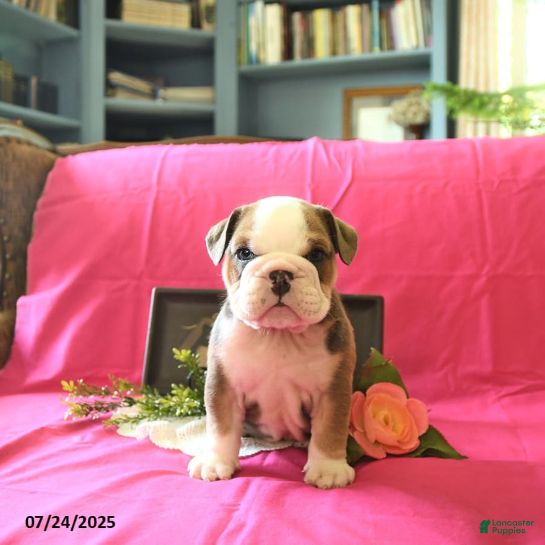 English Bulldog dogs for sale: Keith - Image 2