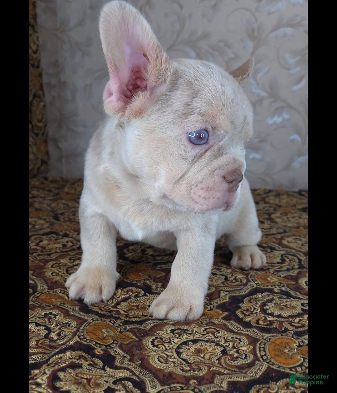 French Bulldog dogs for sale: Dong - Image 3