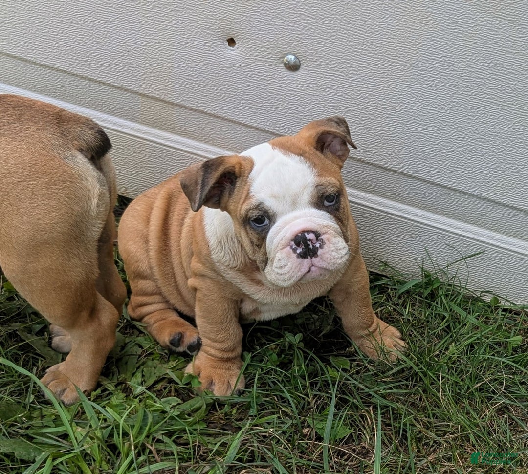 Olde English Bulldogge dogs for sale: Harper - Image 2
