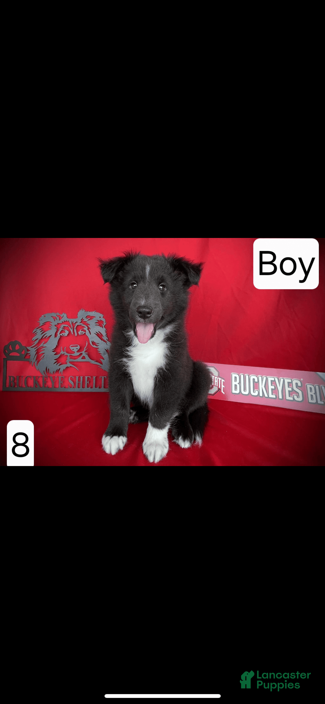 Shetland Sheepdog dogs for sale: Bi-black 8 - Image 1